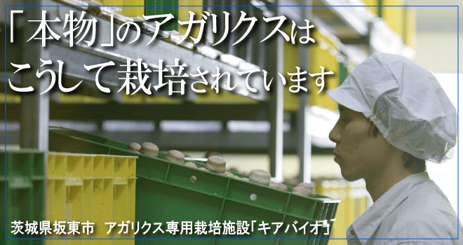 アガリクス茸仙生露は、茨城県の専用施設にて24時間管理体制の下、丹念に育てられています。